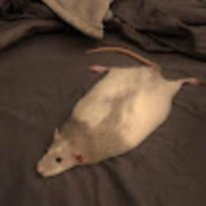 Meet your Posher, Devoniah